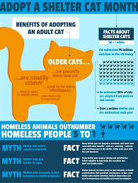 10 Health Facts That Could Save Your Cat S Life Cat Shelter Senior Cat Cat Health Care