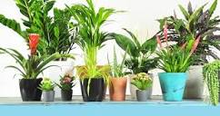 The 18 best airpurifying plants | Hy-Pro Fertilizers