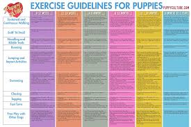 Puppy Exercise Guide Von Nadar German Shepherds