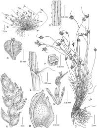 Image result for Fimbristylis scabrida