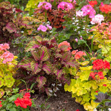 Most of these flowers are directly sown. The Difference Between Annuals And Perennials