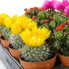 There is a common misconception that cacti and succulents only require a small amount of water. Disco Cactus Plant Mix For Sale Houseplants Free Uk Delivery