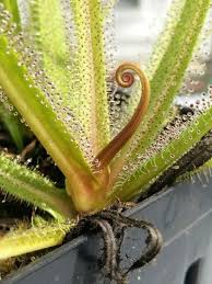Image result for Drosera