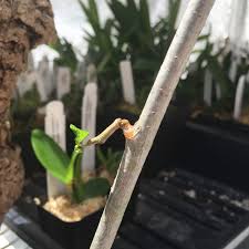 Image result for Commiphora tenuipetiolata