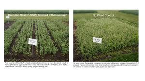 Check spelling or type a new query. America S Alfalfa Roundup Ready Alfalfa Varieties