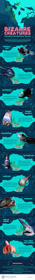 It is 1,580 miles long with a maximum depth of 6.831 miles. Bizarre Creatures In The Marianas Trench Infographic Ecogreenlove