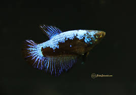 3d viewer is not available. Blue Samurai Halfmoon Female Betta Bettasplendid Com