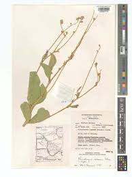 Image result for Neorautanenia ficifolia