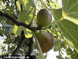 Fig Feigenbaum Echte Feige Ficus Carica Can Be Grown On The Temperate Areas Of Germany Rhine Valley Main Valley Around Frankf Feigenbaum Ficus Pflanzen