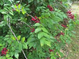 Image result for Zanthoxylum sp. A