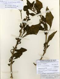 Image result for Discopodium penninervium