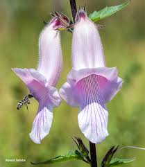 Image result for Ceratotheca triloba