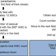 In humans, malaria is caused by p. Parasite Density Counting Methodology Method 1 Download Scientific Diagram