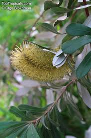 Image result for Boscia integrifolia