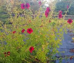 Image result for Hibiscus cannabinus