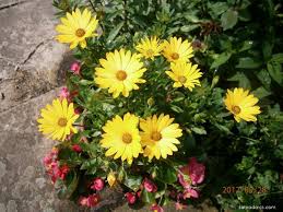 Image result for paprskovka obrázek