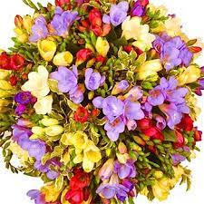 Freesia Bouquet Cvety