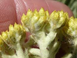 Image result for Helichrysum acutatum