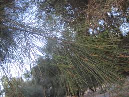Image result for Casuarina verticillata