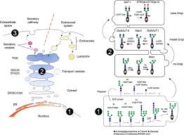 Explain the ways in which erect posture is maintained in a weak herbaceous stem. Glycosyltransferase Complexes In Eukaryotes Long Known Prevalent But Still Unrecognized Springerlink