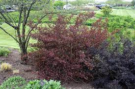 They are called ninebark because they peel and are said to have 9 different colors of bark on them. Proven Winners Physocarpus Coppertina Ninebark Perennial Shrub Shrubs Patio Lawn Garden Florent Dejardin Fr