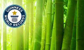 Guess Who Owns The Guinness World Record For Fastest Growing Plant Your Pal Bamboo C Mon Every Other Plant Fast Growing Plants Growing Plants Growing Bamboo