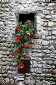 Gatto Blu Cornici Delle Finestre Idee Giardino Verticale Idee Balcone