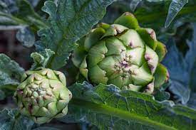 20 Perennial Vegetables To Plant This Spring In 2021 Perennial Vegetables Vegetables Perennials
