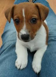 An affectionate nickname for jack could be jacky or jackie, although they are names in their own right, usually given to girls. 140 Best Jack Russell Dog Names The Paws