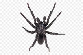 Look for a shiny black surface that is almost entirely free from hair. Black Widow