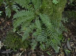 Image result for Asplenium rutifolium