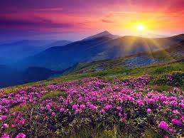Images with landscapes in hd 1920x1080 and 4k uhd 3840x2160. Flower Landscape Wallpapers Top Free Flower Landscape Backgrounds Wallpaperaccess