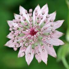 Pin On Amazing Plants And Flowers