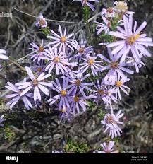 Image result for Felicia filifolia