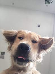 Hey Sunshine Follow Shopbasicbee For More Pins Like This One Cute Dogs Beautiful Dogs Cute Animals