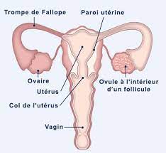 Le Processus D Ovulation Pendant Votre Cycle Menstruel