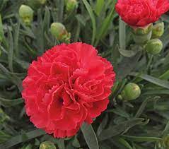 New Dianthus Early Bird Chili White Flower Farm White Flower Farm Flowers Bloom