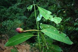 Image result for Beilschmiedia michelsonii