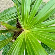 Image result for Livistona australis