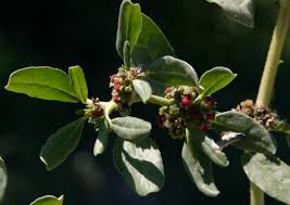 Image result for Zaleya