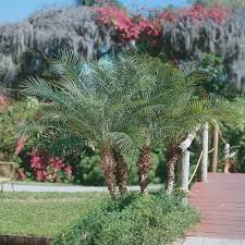 Image result for Pearsonia cajanifolia