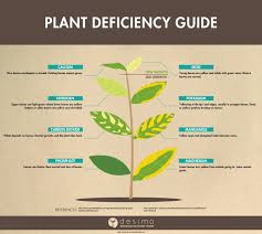 Identifying Plant Nutrient Deficiencies Plant Problems Plant Nutrients Growing An Avocado Tree