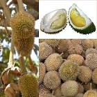 Top 10 Must-Try Exotic Foods Around the World