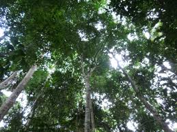 223 free photos of forest canopy. Closed Canopy Forest In Ghana