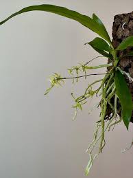 Image result for Angraecum calceolus