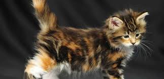 He is good with dogs The Calico Maine Coon Maine Coon Expert