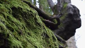 Moss from a rock is more likely to grow on another rock of the same type; 7 Interesting Things About Moss Kew