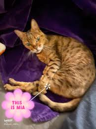 แฟชั่นการแต่งตัวคู่ของเพื่อนซี้หมาแมว 🐶🐱💖