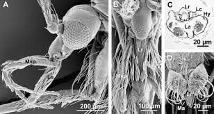 Image result for what do Mallophaga look like in dog fur