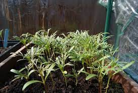 Project Pollinators Warren Home Garden Projects Garden Projects Seedlings Plants